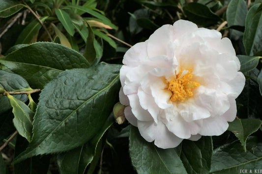 Camellia x 'Moonrise'