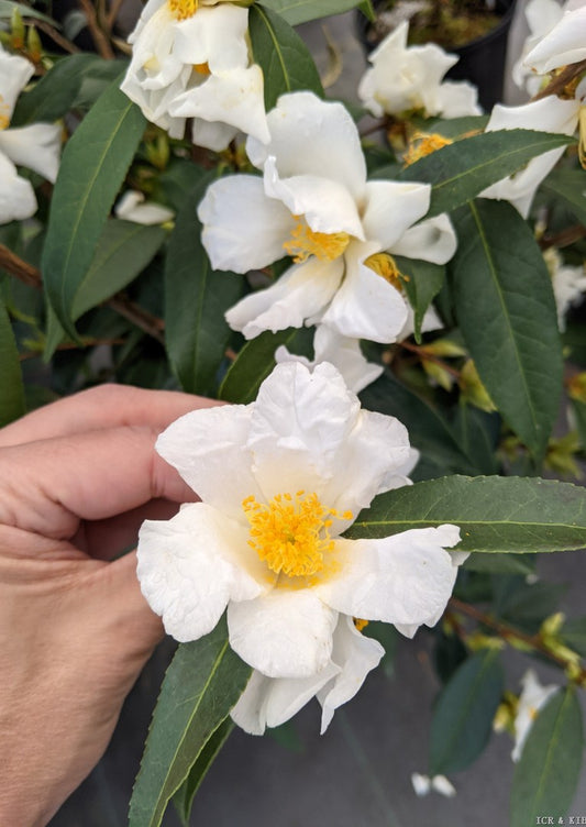 Camellia fluviatilis
