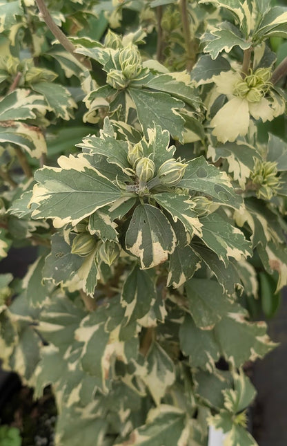 Hibiscus syriacus 'Miss Julene'