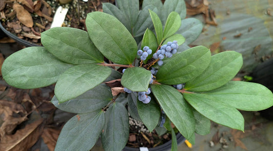 Mahonia shenii AKA Berberis shenii seedlings RARE