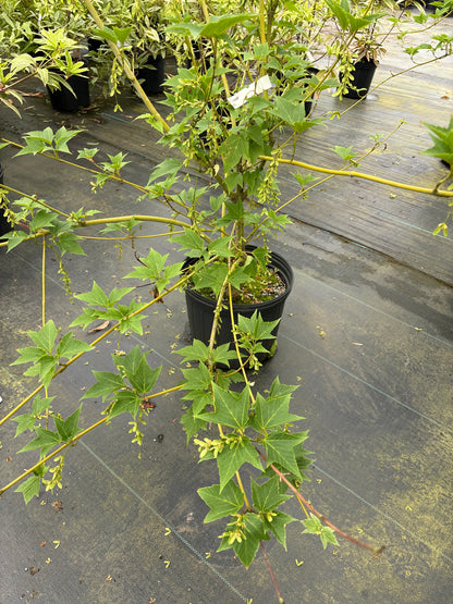Acer rufinerve 'Hatsuyuki'