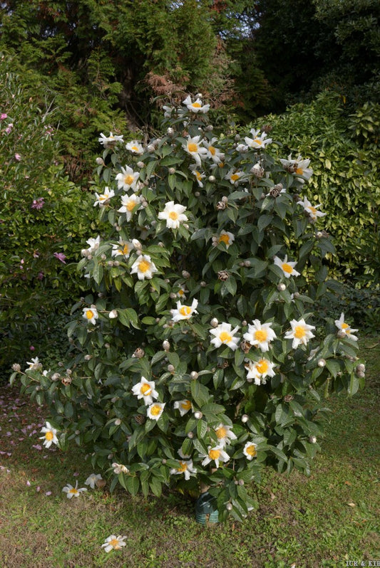 Camellia granthamiana RARE