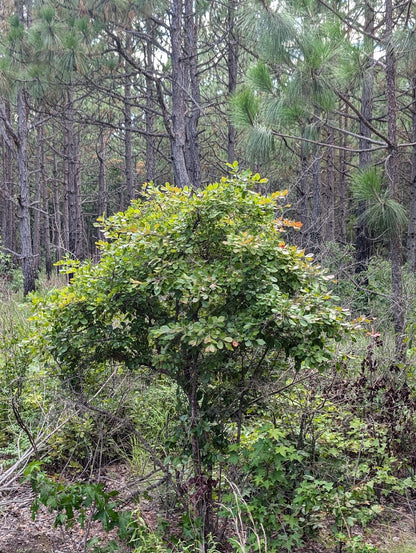 Vaccinium arboreum Farkleberry