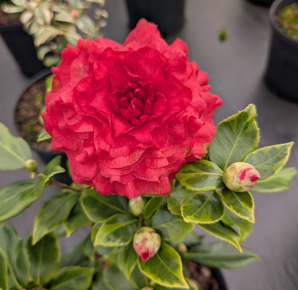 Camellia 'Nuccio's Bella Rossa Crinkled'