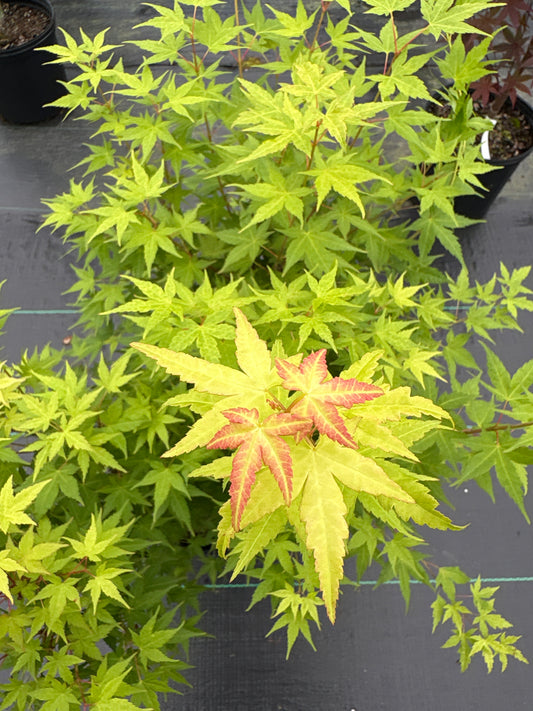 Acer palmatum 'Johnnie's Pink'