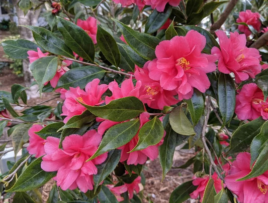 Camellia japonica 'Nishikiba Fukurin ikkyu' - solid pink sport