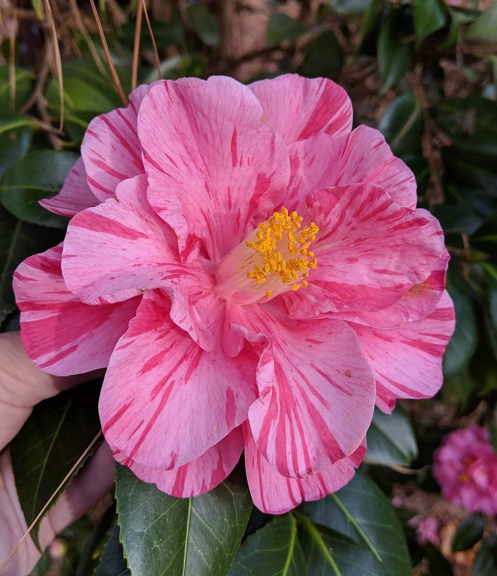 Camellia japonica 'Lady Laura'