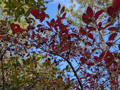 Vaccinium arboreum Farkleberry
