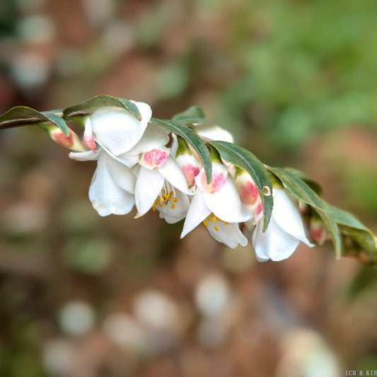 Camellia synaptica