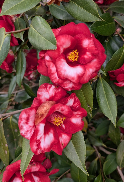 Camellia japonica 'Royal Velvet Variegated'  Garden Treasures Nursery
