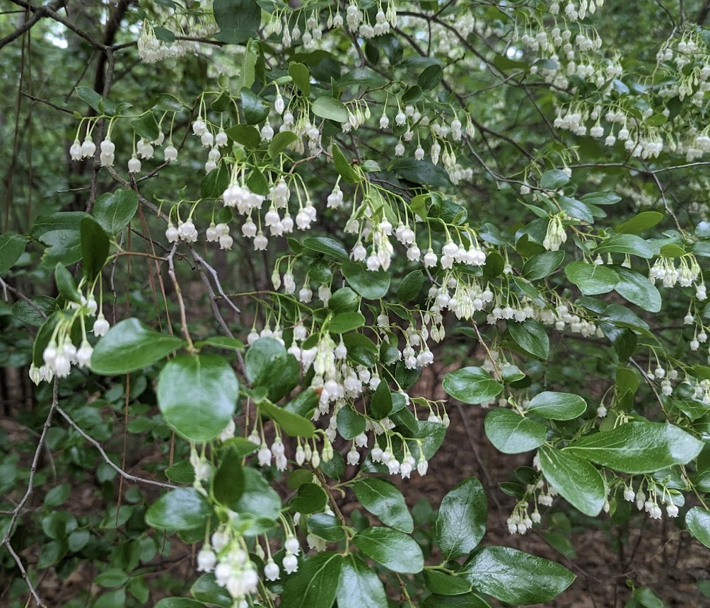 Vaccinium arboreum