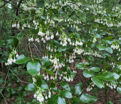 Vaccinium arboreum Farkleberry