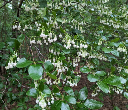 Vaccinium arboreum