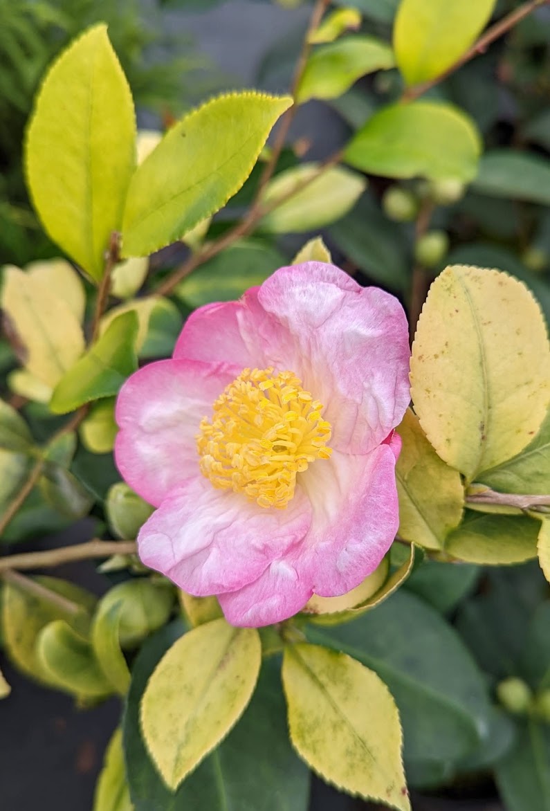 Camellia 'Konkin Gold'