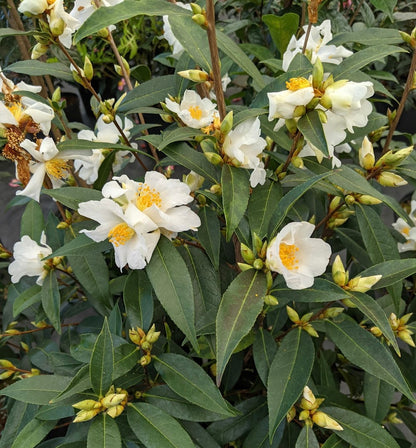 Camellia fluviatilis