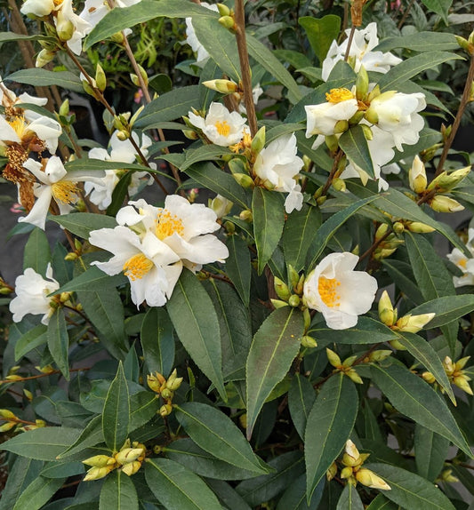 Camellia fluviatilis