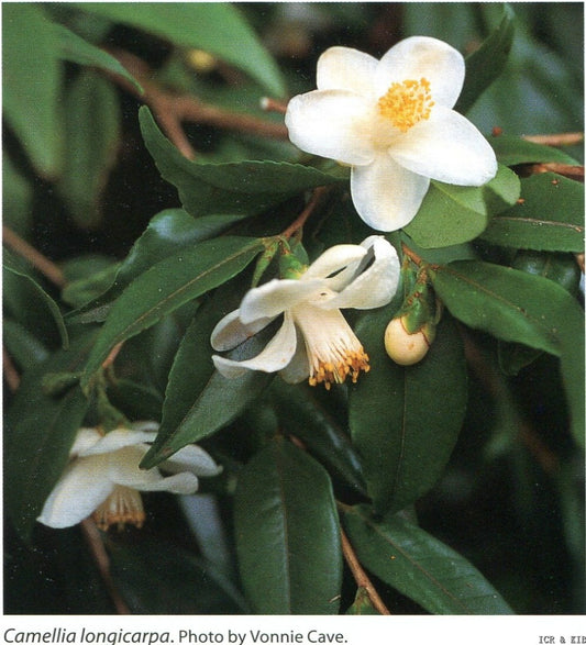 Camellia longicarpa