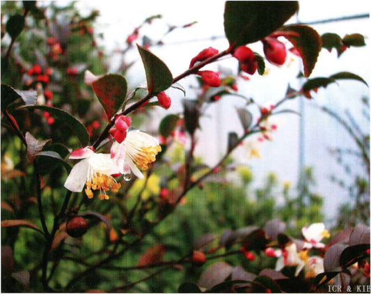 Camellia parvilimba