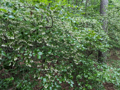 Vaccinium arboreum Farkleberry