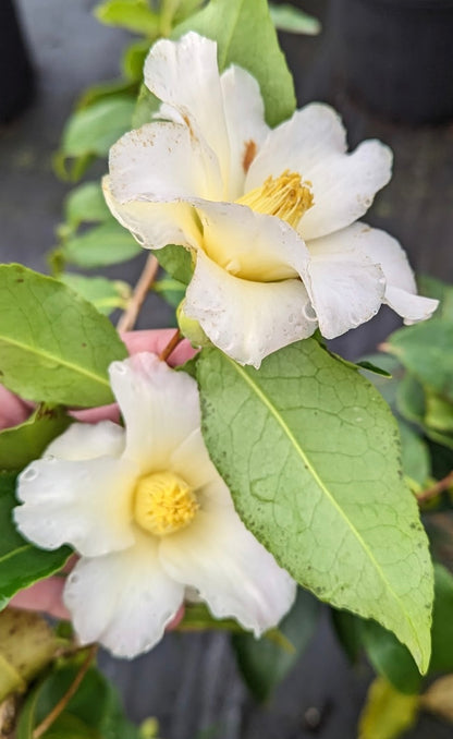 Camellia x 'Weeping Yellow'  EXCLUSIVE NEW RELEASE - RARE!!!