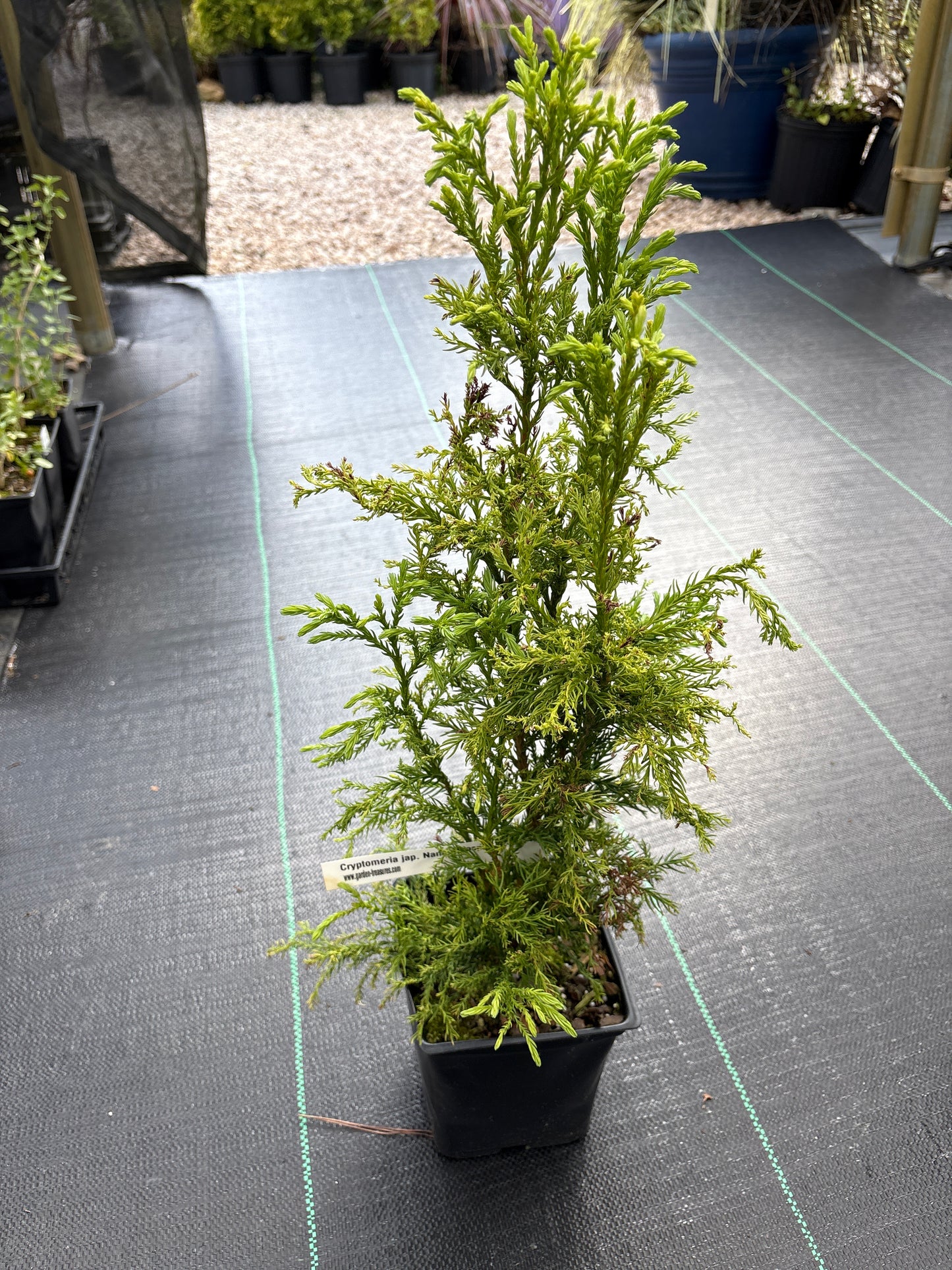 Cryptomeria japonica 'Nana Albospicata'