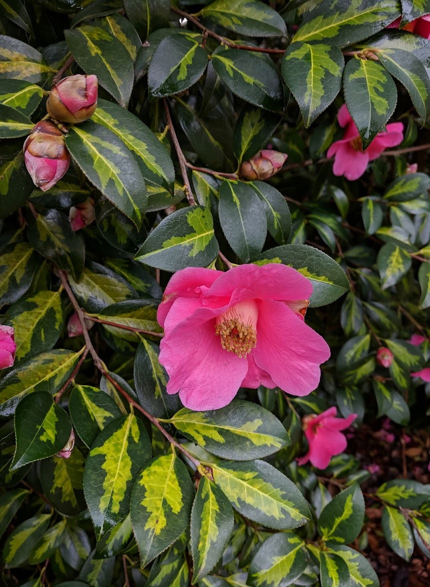Camellia x 'Golden Spangles'