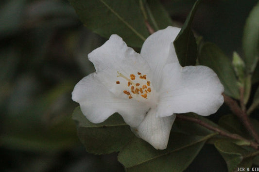 Camellia buxifolia
