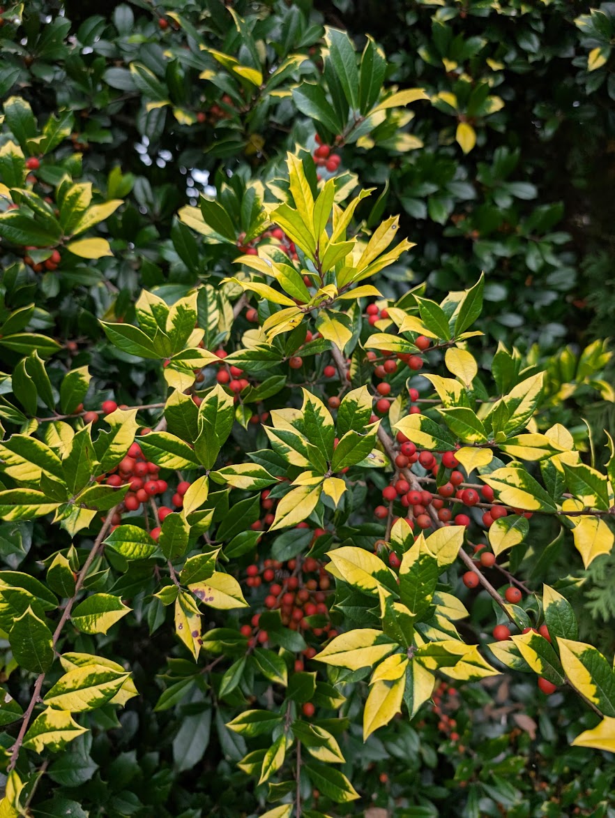 Ilex x attenuata 'Sunny Foster' – Garden Treasures Nursery