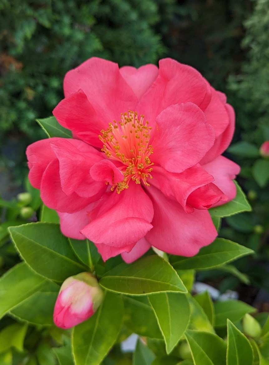 Camellia 'Xiafeng Relang' (Summer's Wind and Hot Waves) RARE