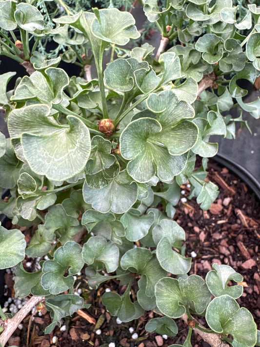 Ginkgo biloba 'Elf' EXCLUSIVE GARDEN TREASURES NEW INTRODUCTION!  RARE!!!