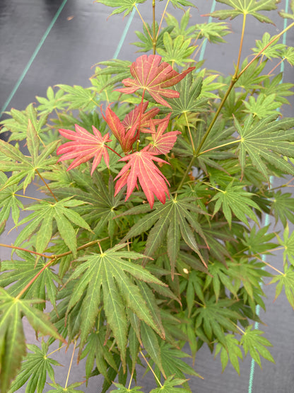 Acer shirasawanum 'Johin'