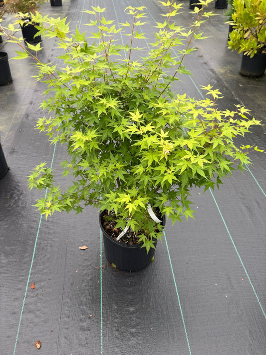 Acer palmatum 'Johnnie's Pink'