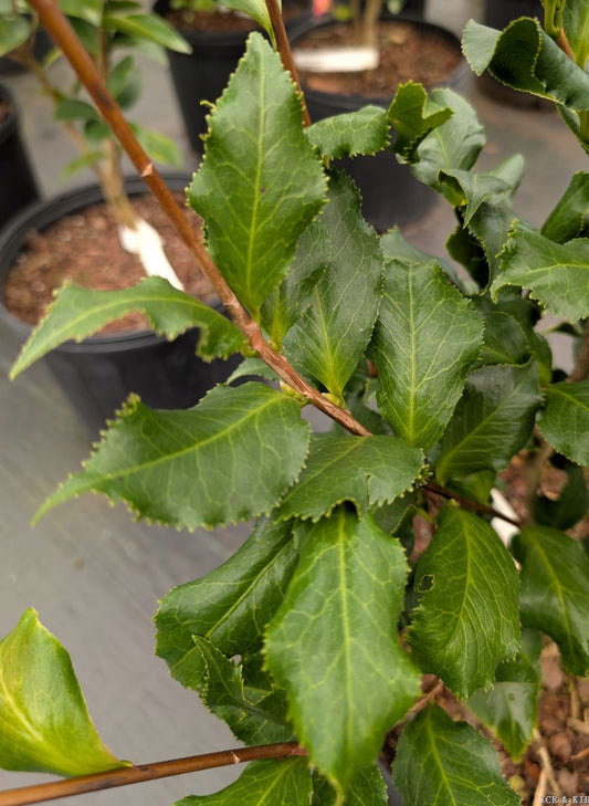 Camellia japonica 'Dawson Curley Leaf'