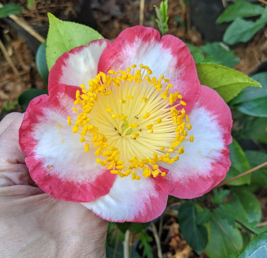 Camellia japonica 'Okan'