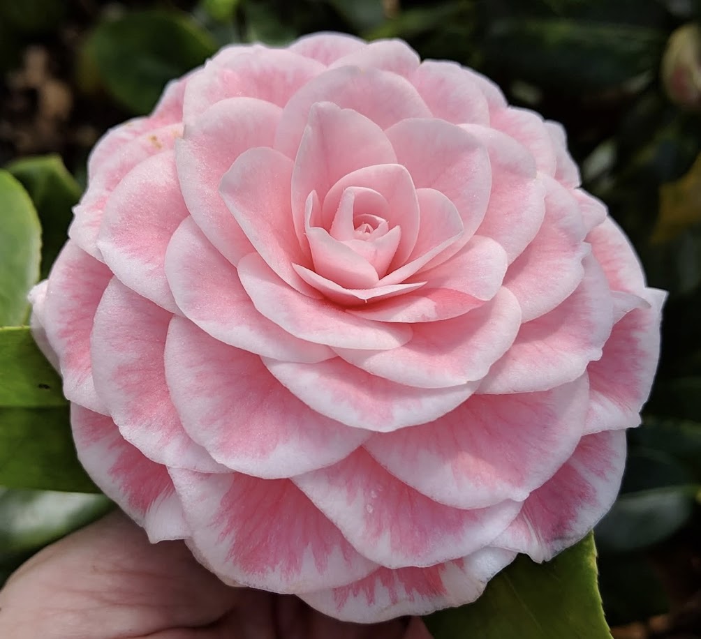 Camellia 'Tom Thumb'