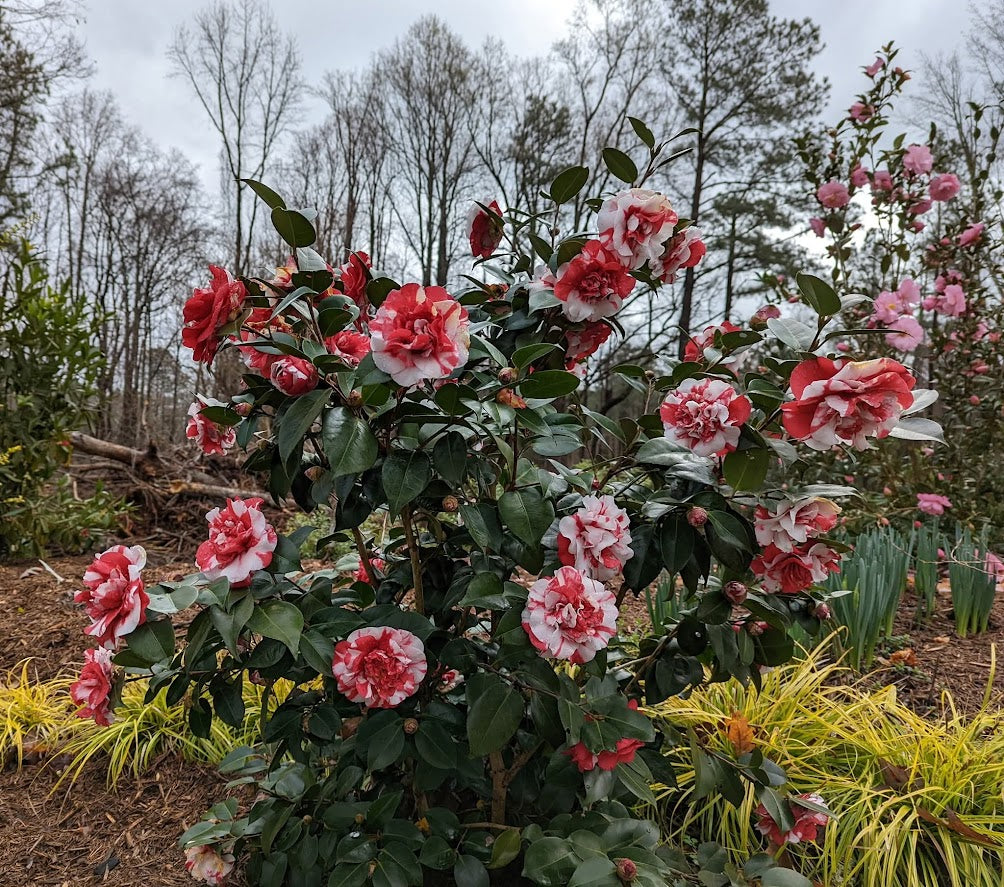 Camellia japonica 'All American'