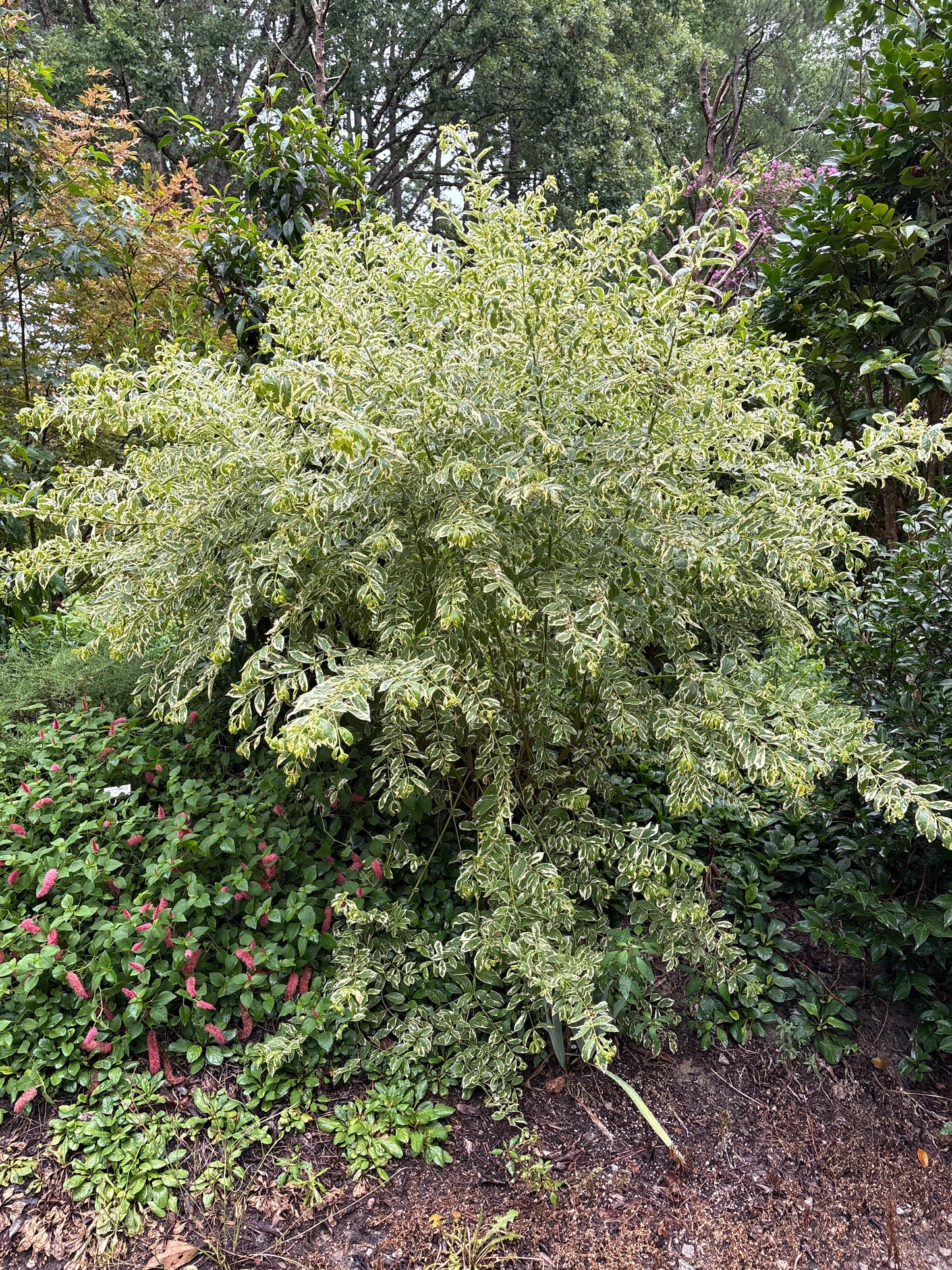 Callicarpa dichotoma 'Duet'