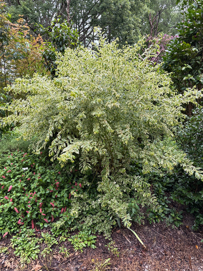 Callicarpa dichotoma 'Duet'