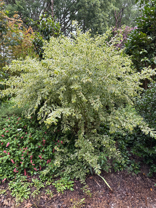 Callicarpa dichotoma 'Duet'