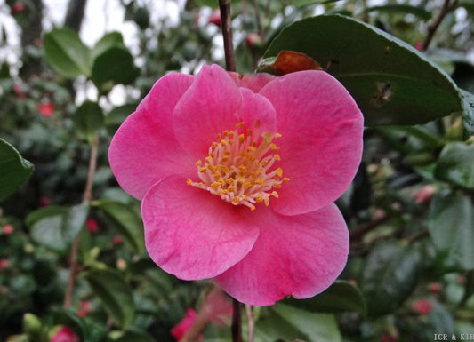 Camellia x 'Koto-no-kaori'