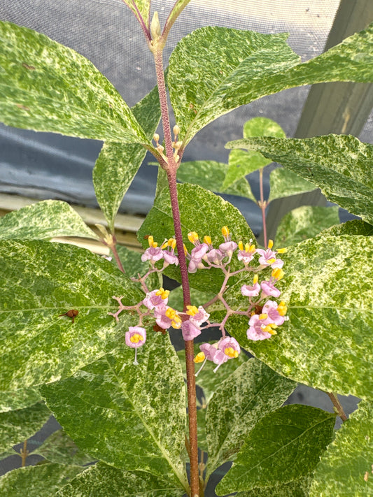 Callicarpa dichotoma 'Shiji Murasaki'