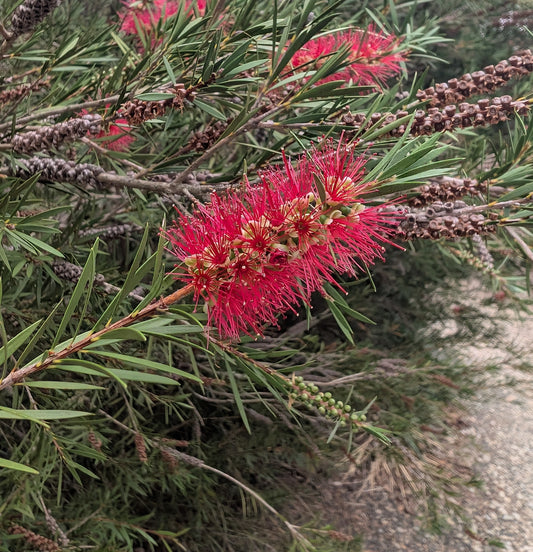Callistemon 'Woodlander's Hardy'