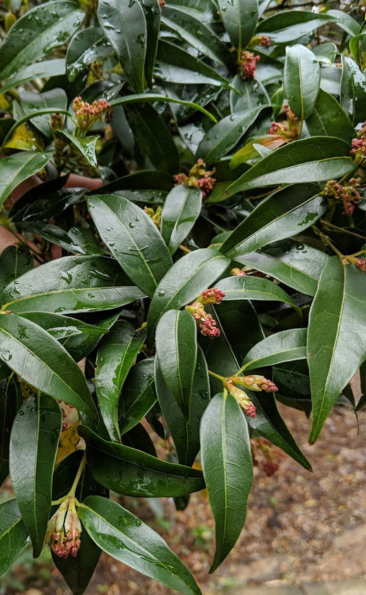 Acer fabri