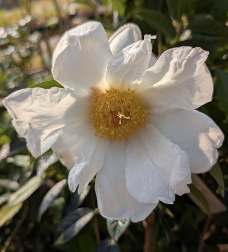 Camellia albogigas