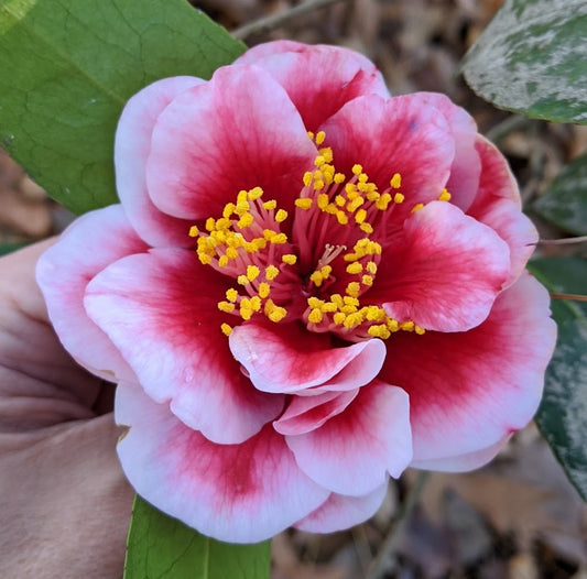 Camellia japonica 'Tama Vino'