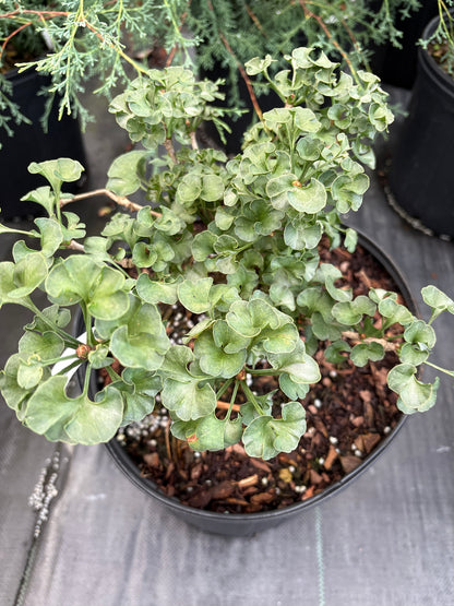 Ginkgo biloba 'Elf' EXCLUSIVE GARDEN TREASURES NEW INTRODUCTION!  RARE!!!