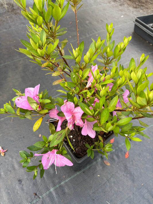 Rhododendron (Azalea) 'Nuccio's July Breeze'
