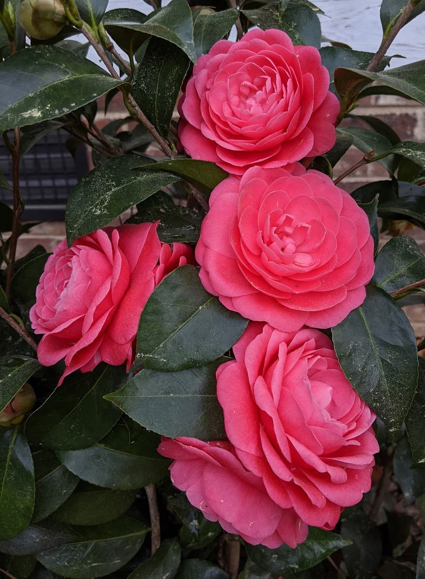 Camellia japonica 'Jack's'