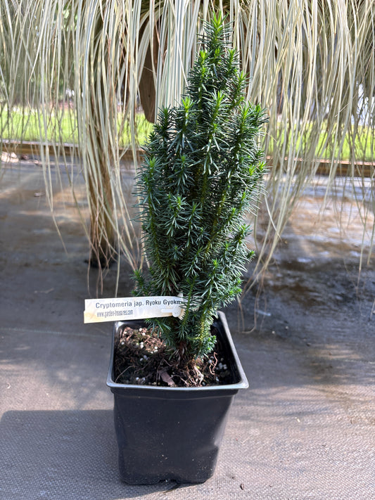 Cryptomeria japonica 'Ryoku Gyoku'