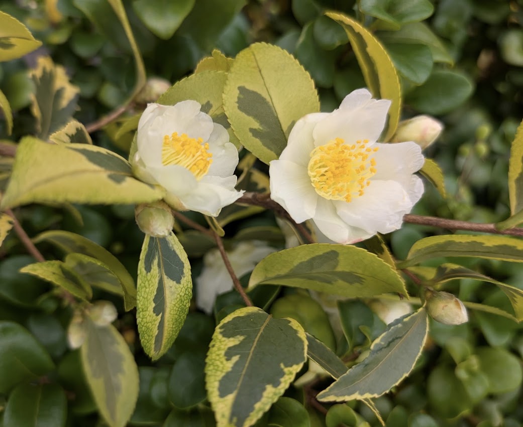 Camellia oleifera 'Classy Massey'  EXCLUSIVE FIRST RELEASE!  RARE!!!